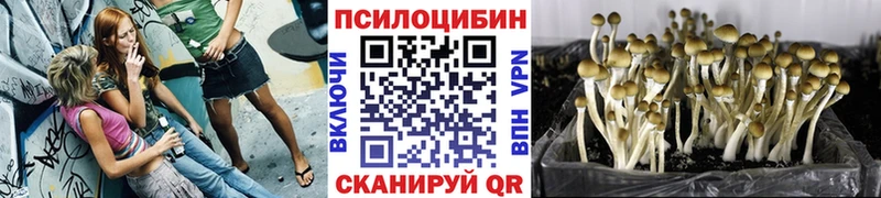кракен вход  Нариманов  Псилоцибиновые грибы прущие грибы 